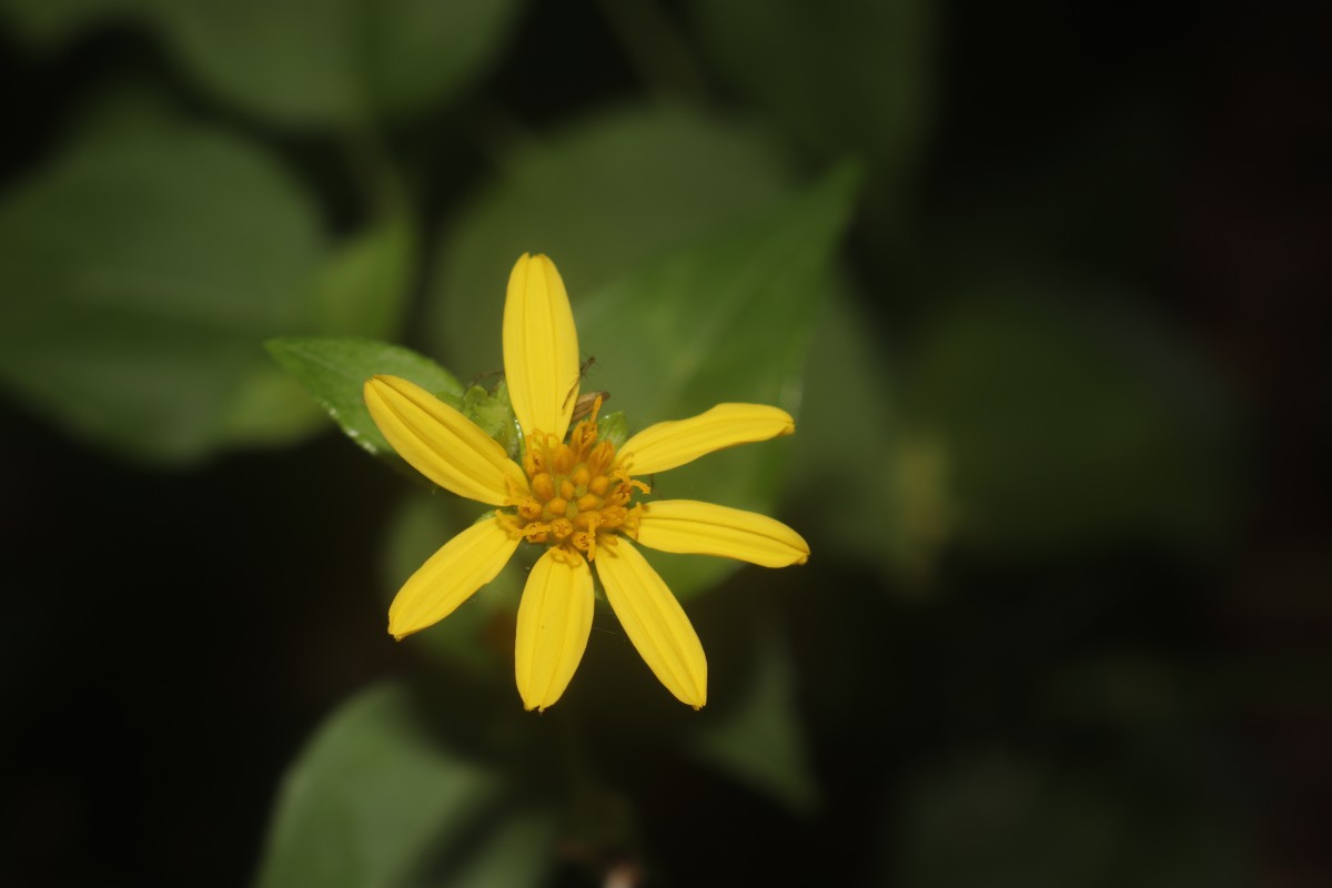 Wollastonia biflora (L.) DC.